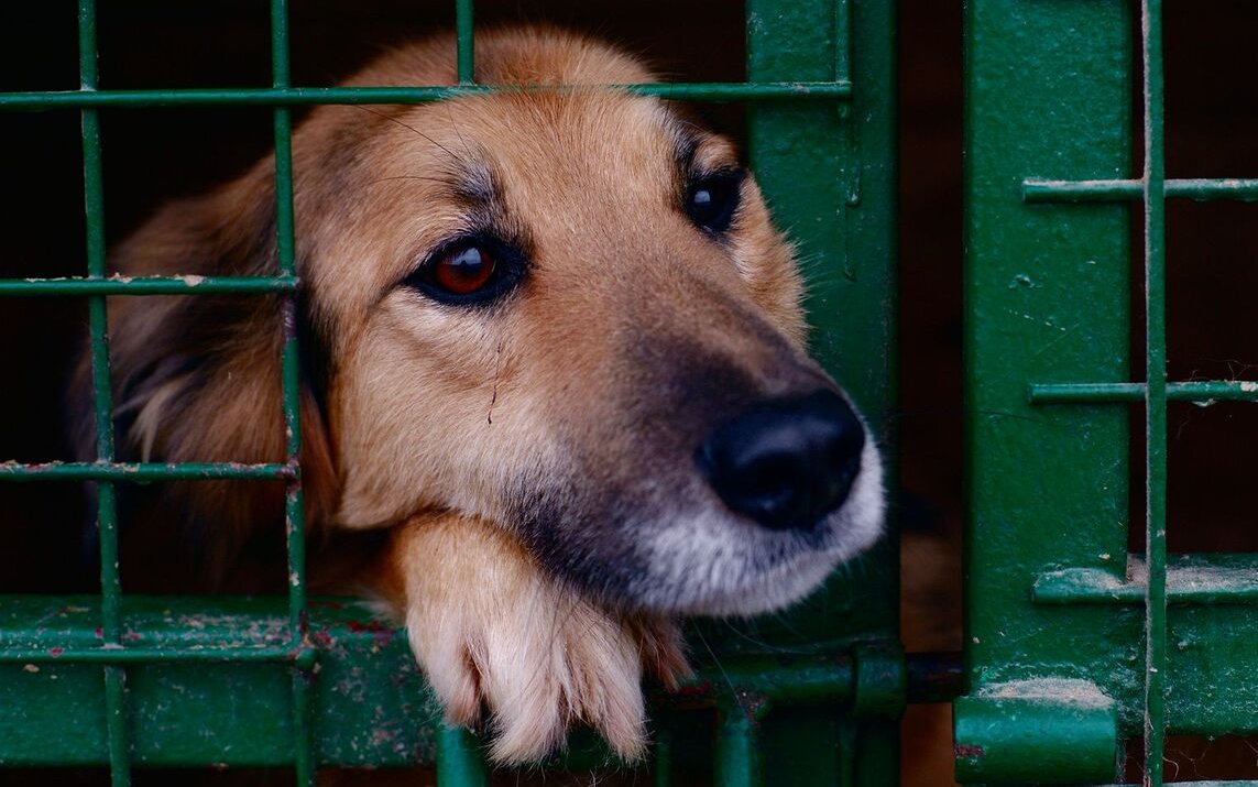 Zahlreiche während der Corona-Pandemie angeschaffte Heimtiere haben nun im normalen Alltag keinen Platz mehr und werden ins Tierheim abgeschoben.