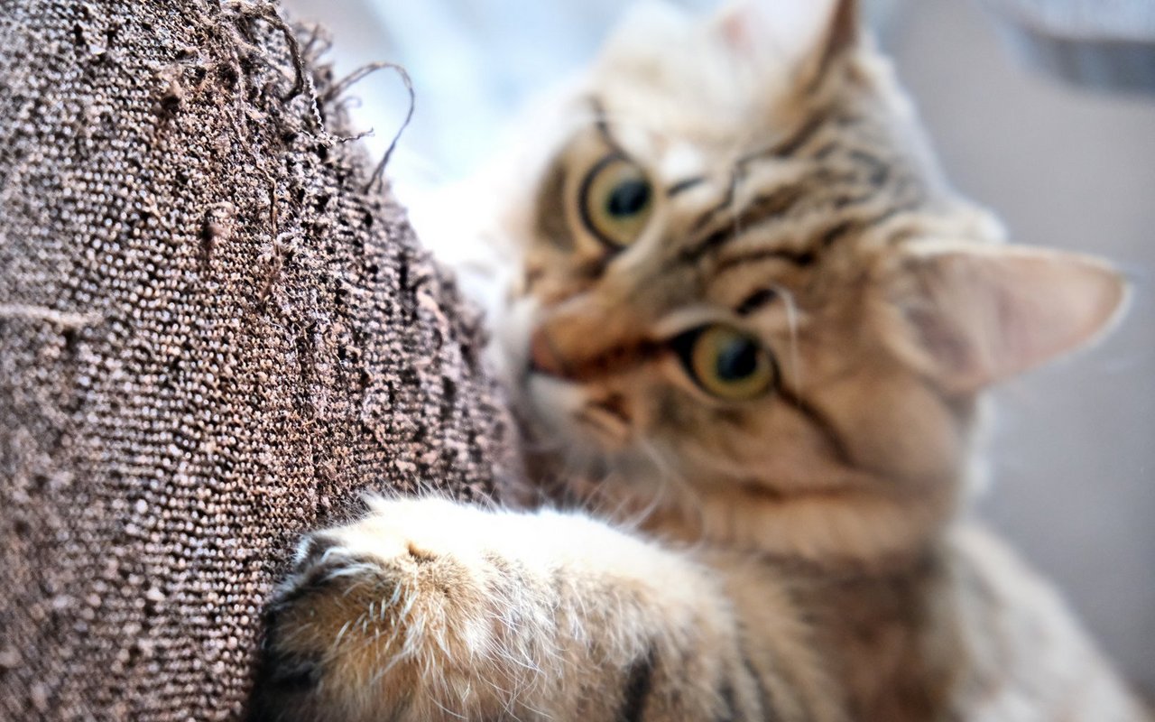 Böse Absichten hat die Katze keine – Kratzen ist für Katzen ein wichtiges Grundbedürfnis.