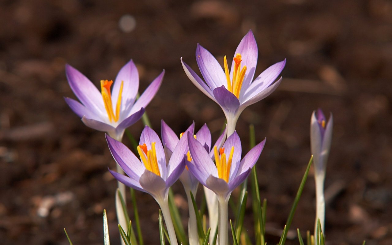 Elfenkrokus (Crocus tommasinianus)