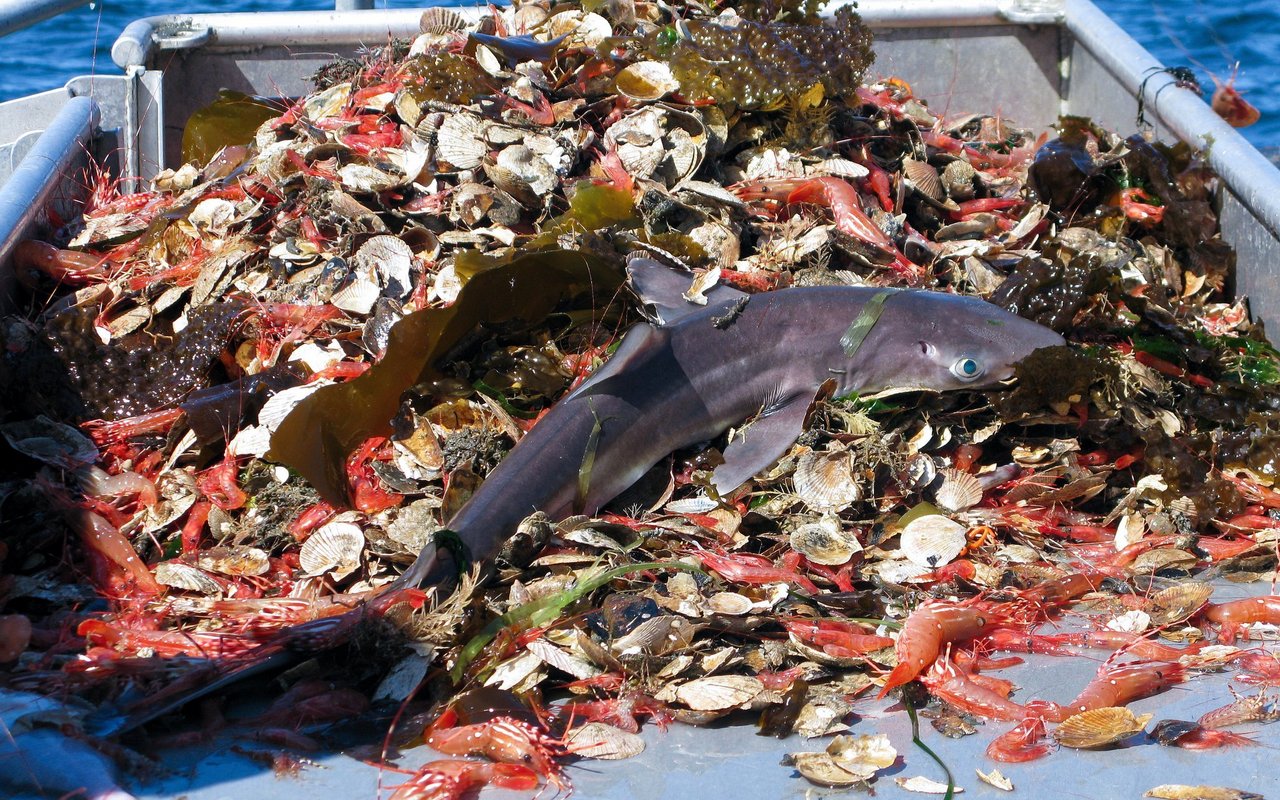 Auch Haie geraten immer als Beifang der Fischerei zum Opfer. 