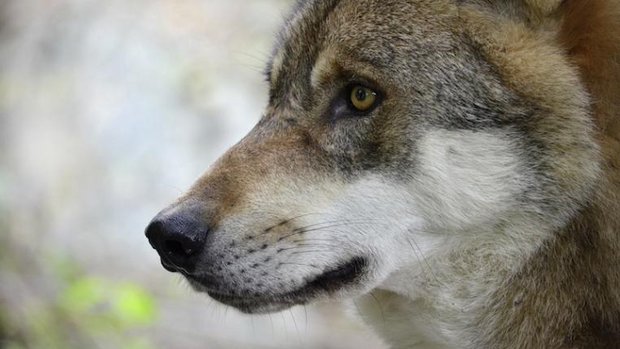 Wolf Portrait