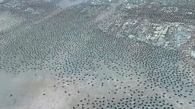 Neu entdeckte Koloni von Adelie-Pinguinen