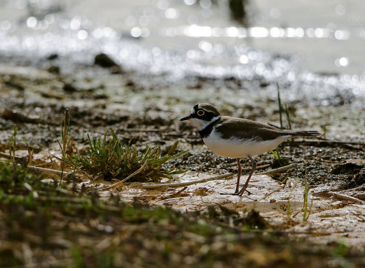 Pionierarten, wie etwa der Flussregenpfeifer, siedeln sich gerne in Kiesgruben an. Sie ähneln ihrem natürlichen Lebensraum.