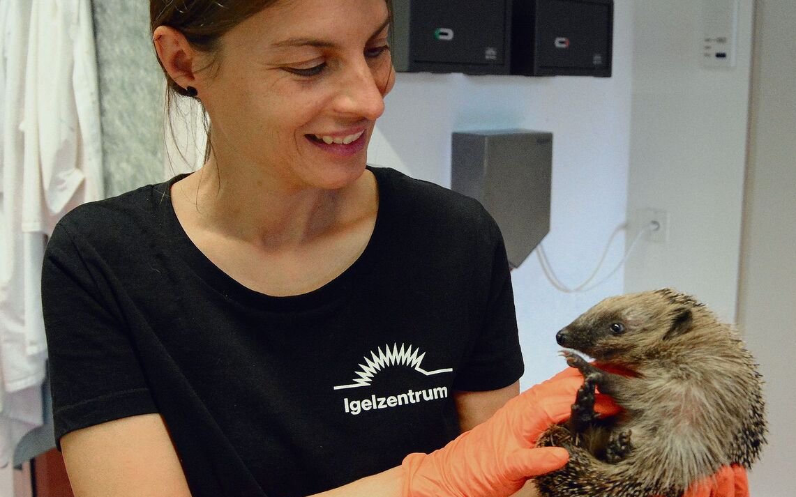 Tierpflegerin Ann Bachmann mit einem Schützling des Igelzentrum Zürich.