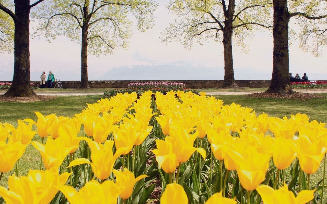 Vom «Parc de l’Indépendance» bis ans Genferseeufer erblüht Morges jeden Frühling in einem Tulpenmeer.