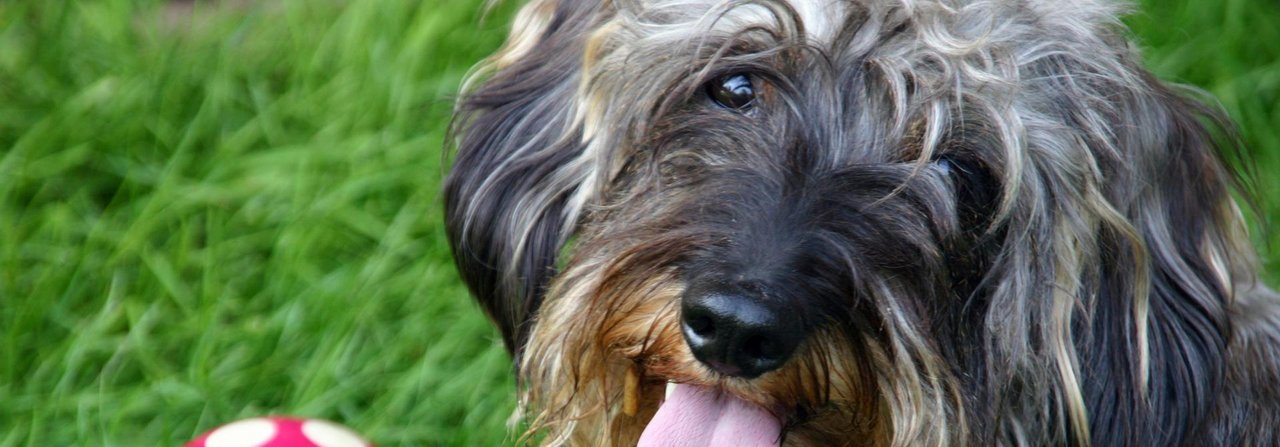 Ohne viel Aufwand kann man Hunde spielerisch beschäftigen.