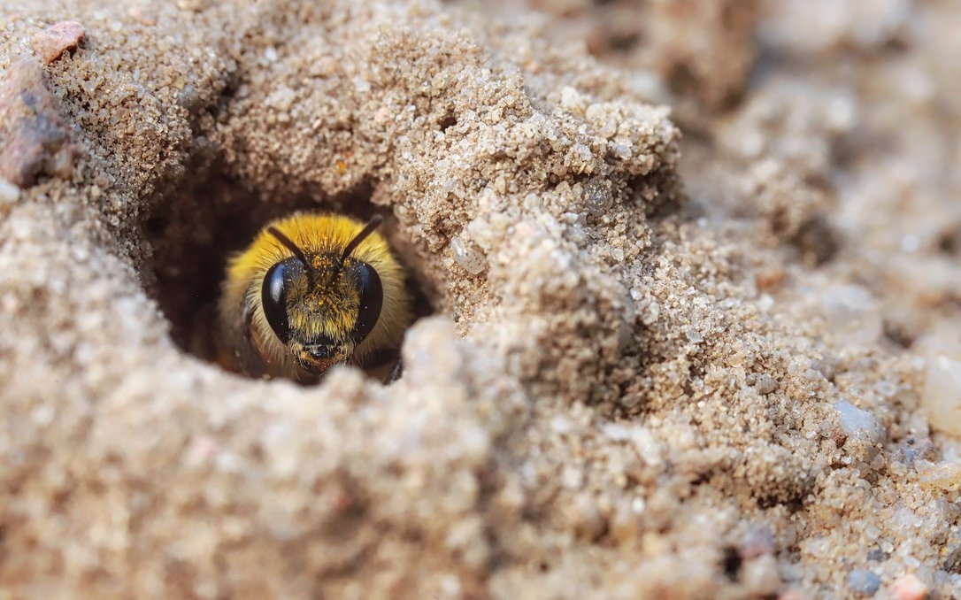 Für bodenbrütende Bienenarten können im Garten Bodenstellen von Bewuchs freigehalten werden.
