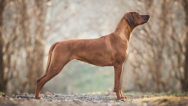 Rhodesian Ridgeback