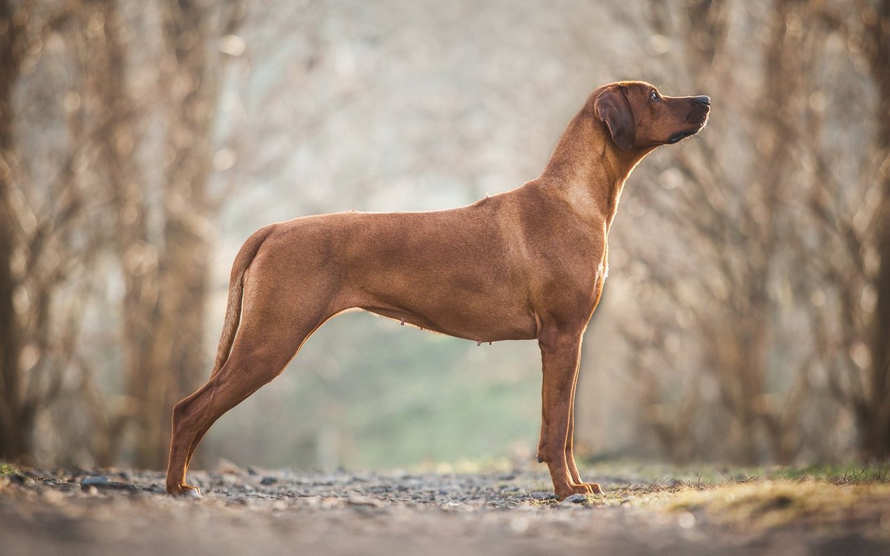 Der Ridgeback ist elegant und kräftig zugleich.