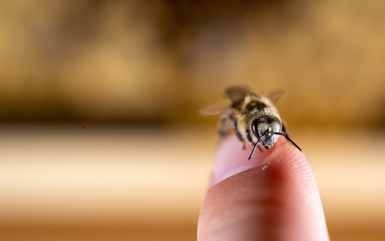 Nur ältere Bienen gehen auf Nektarsuche, da dieser Job sehr gefährlich ist.