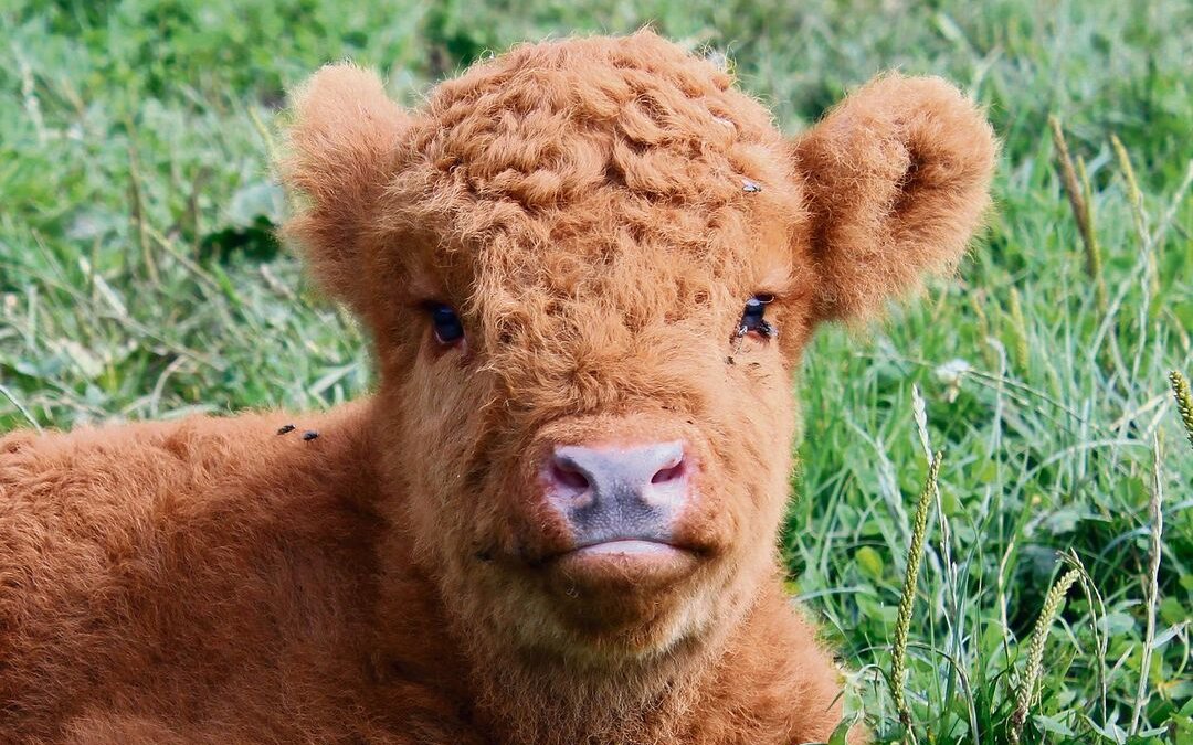 Die Kälber sind flauschig wie Teddybären. Aber Vorsicht, von ihren Müttern werden sie gut bewacht.