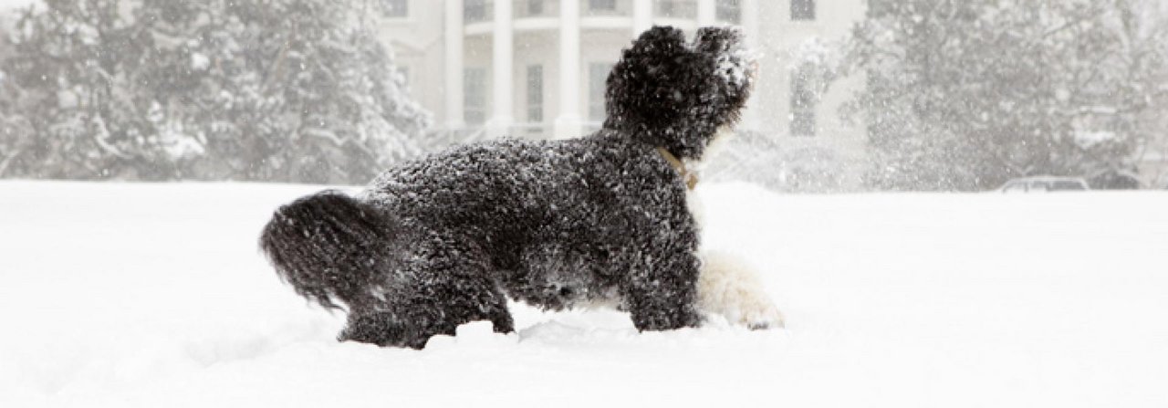 Auch ein First Dog geniesst den Schnee – wenn seine Pfoten richtig gepflegt werden. Hier tummelt sich Obama-Hund «Bo» im Schneegestöber vor dem Weissen Haus.