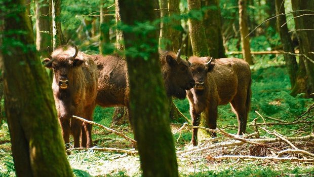 Im Gegensatz zu Bisons leben Wisente nicht in offenem Grasland, sondern in Wäldern. 
