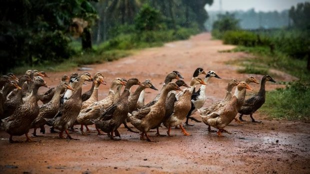Enten überqueren Weg in Kerala, Indien