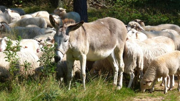 Esel schützt Schafherde