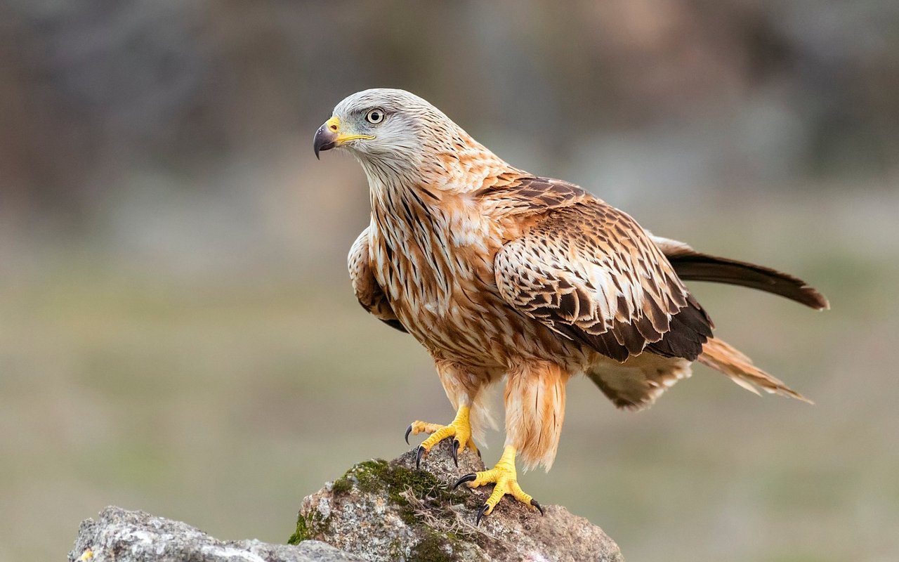 Erwachsene Vögel vermausern jährlich ihr gesamtes Gefieder.