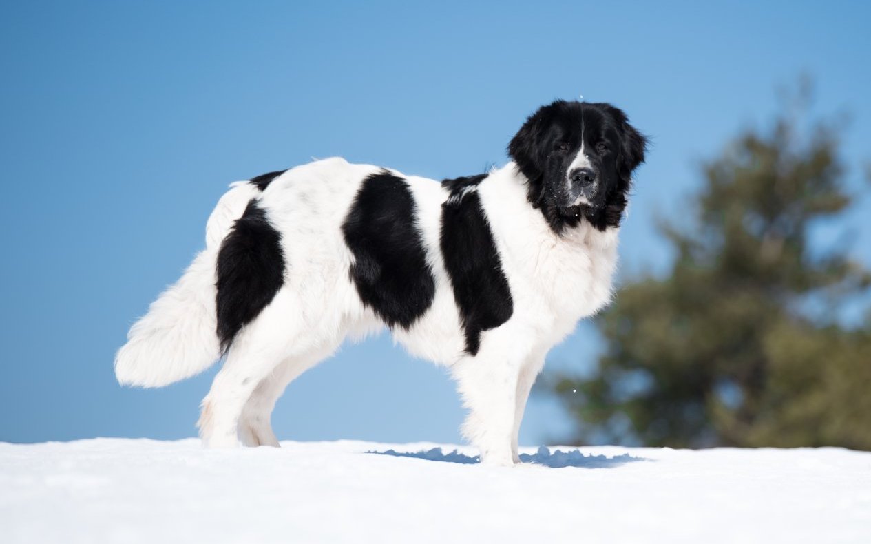 Mit seinem überwiegend weissen Fell, den schwarzen Platten und seiner grossen Statur gehört der Landseer zu den auffälligsten Hunderassen unter den Wasserhunden.
