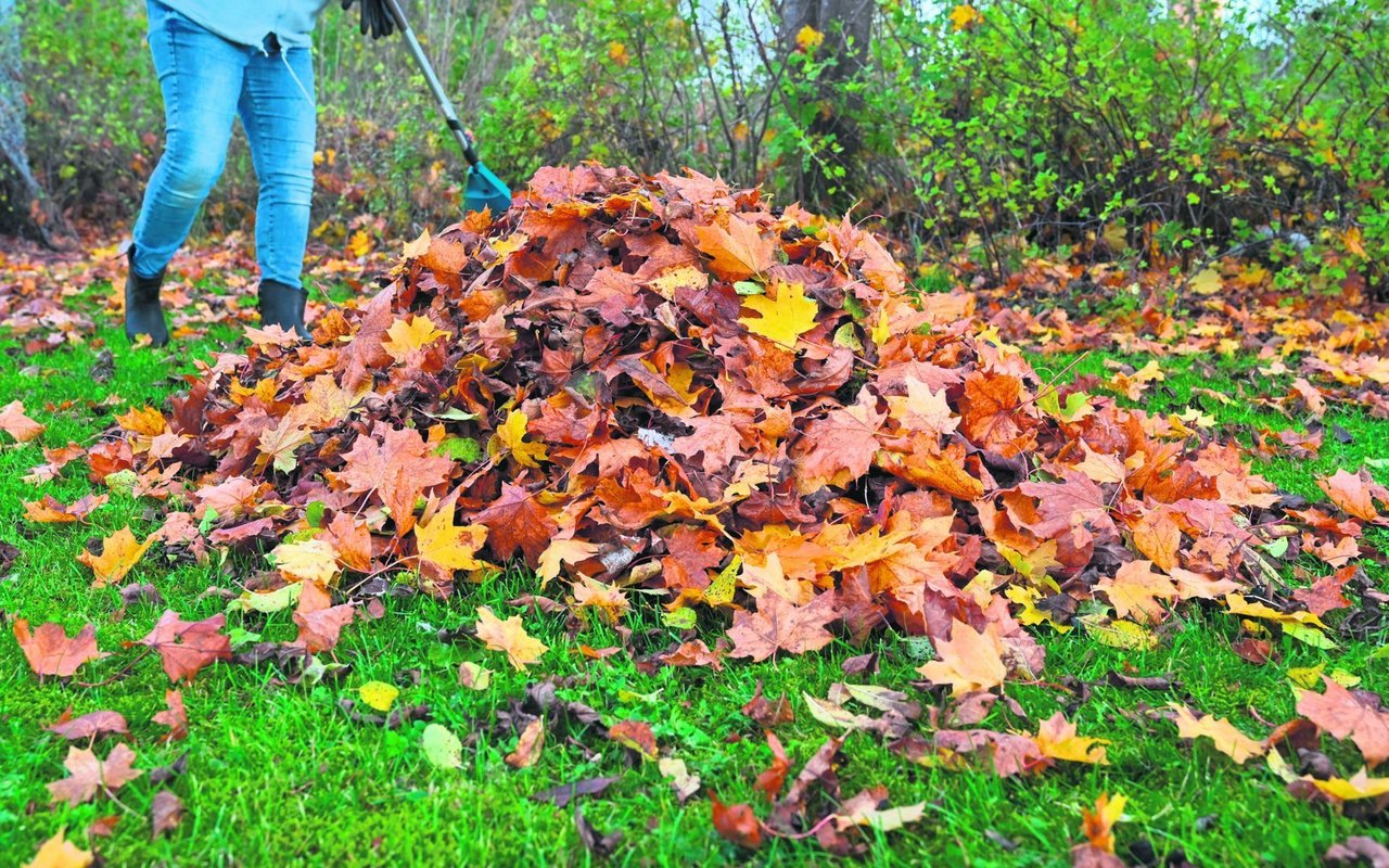 Herbstzeit ist Laubzeit. Statt es zu entsorgen, lässt sich das Naturmaterial ökologisch sinnvoll nutzen.