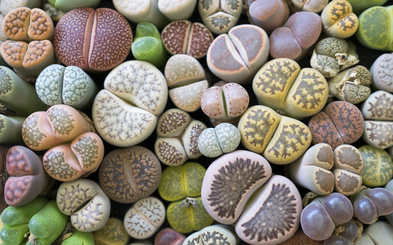 «Lebenden Steine» (Lithops)