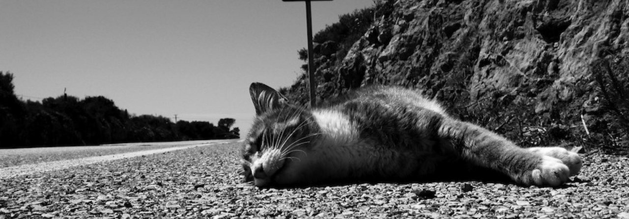 Überfahrene Katzen könnten mit einem Chip ihrem Besitzer zugeordnet werden.