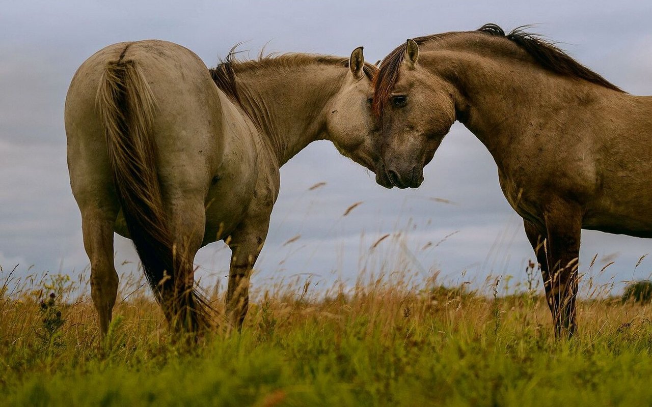 Pferde kommunizieren auch über Gerüche. Am Geruch des Menschen können sie Gemütslagen ablesen.