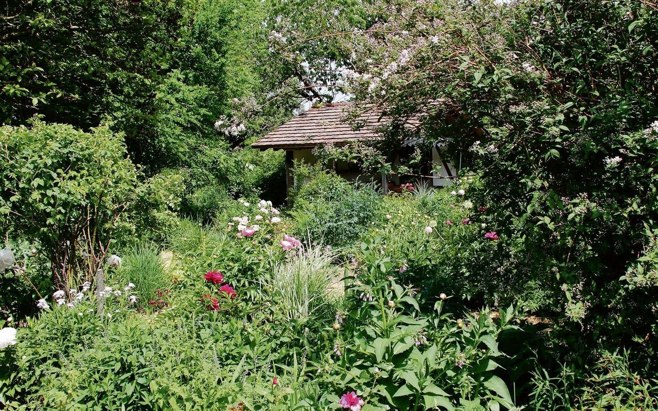 In Rosmarie Mosimanns Garten entfalten sich Blumen mit aufeinander abgestimmten Farbtönen wie etwa Pfingstrosen und Iris.