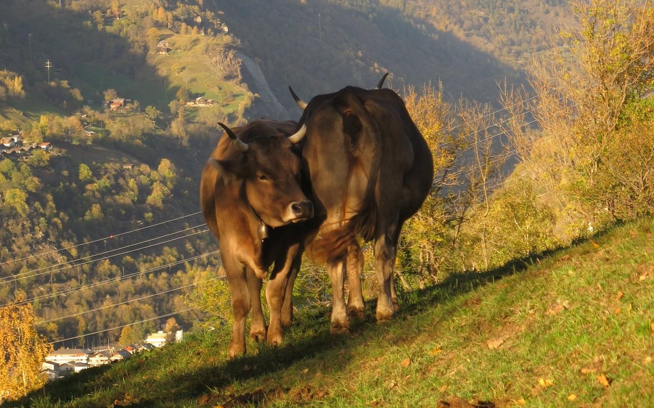 Die Enthornung bei Rindern ist bei KAGfreiland nicht erlaubt.