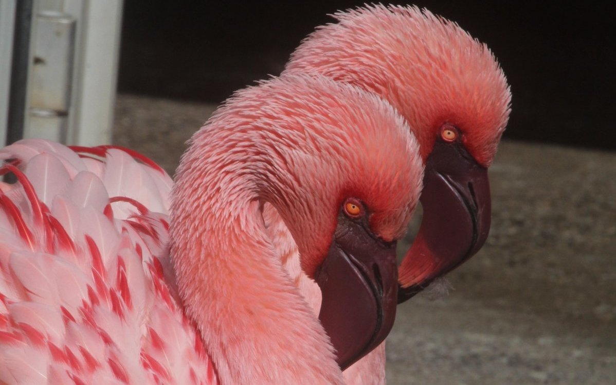 Zwergflamingos haben andere Schnabelvorrichtungen und seihen darum andere Bestandteile aus dem Wasser der Soda- und Salzseen des ostafrikanischen Grabenbruchs. 