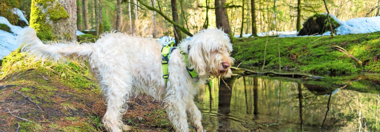 Kaltes Wasser kann eine Wasserrute auslösen, bei welcher der Schwanz wie auf dem Bild absteht, dann aber runterhängen würde.