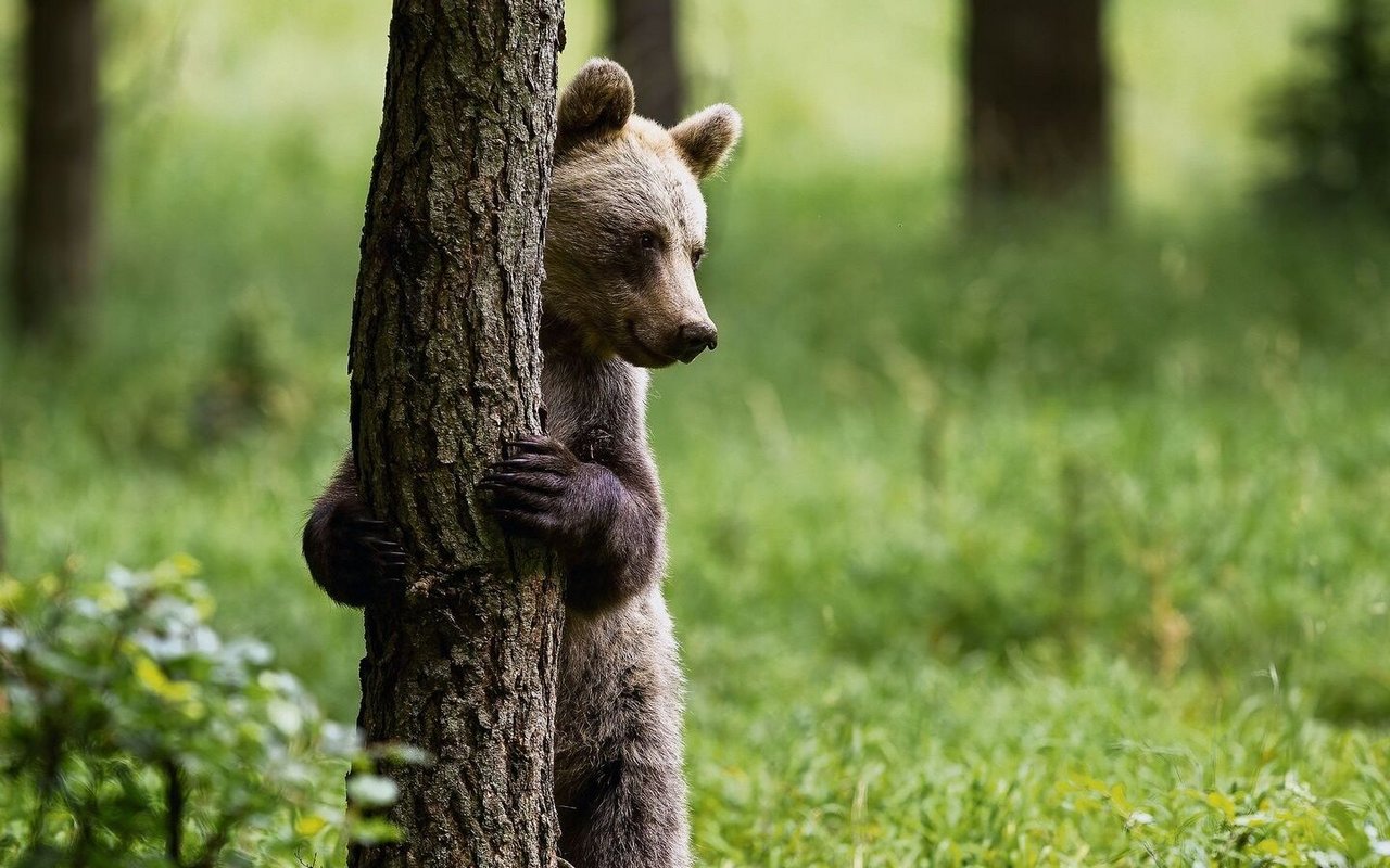 Junge Bären klettern auf Bäume, um sich vor älteren Bären in Sicherheit zu bringen, die durchs Gebiet streifen. 