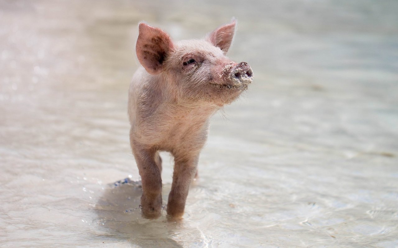 Sonnenstrahlen sind auch für Tiere nicht harmlos. 