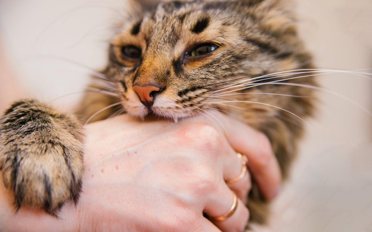 Nach einem Katzenbiss sollte immer einen Arzt aufgesucht werden. 