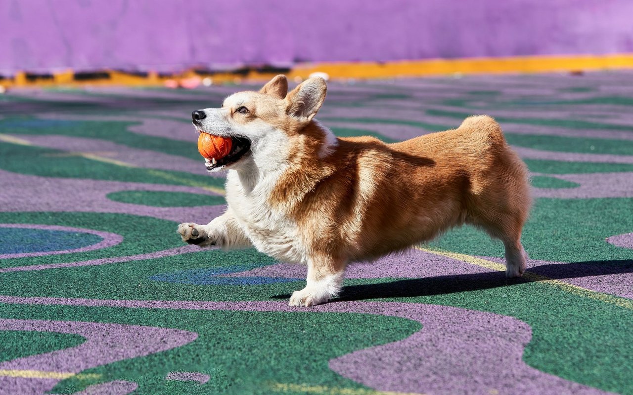 Der Corgi hingegen muss sich mit kurzen Beinchen begnügen. 