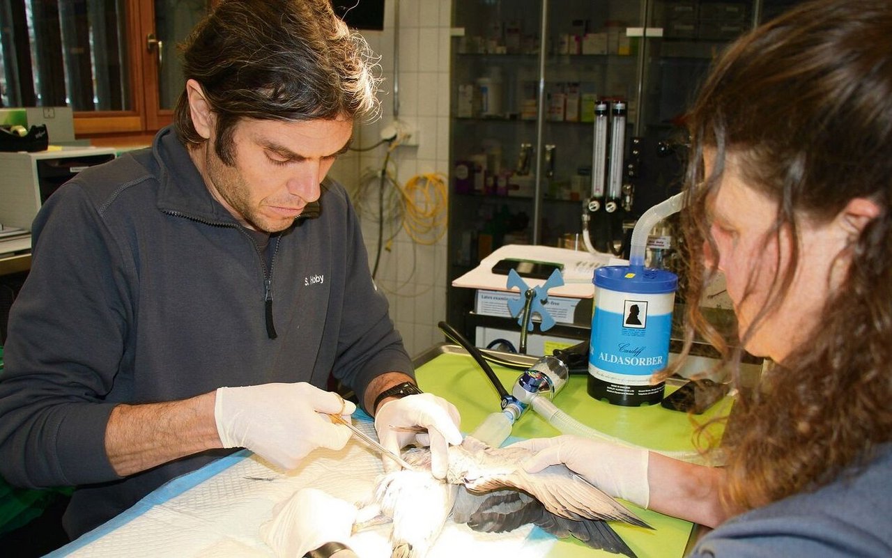 Dr. Stefan Hoby und Iris Baumgartner sterilisieren einen Täuber im Tierpark Bern. 