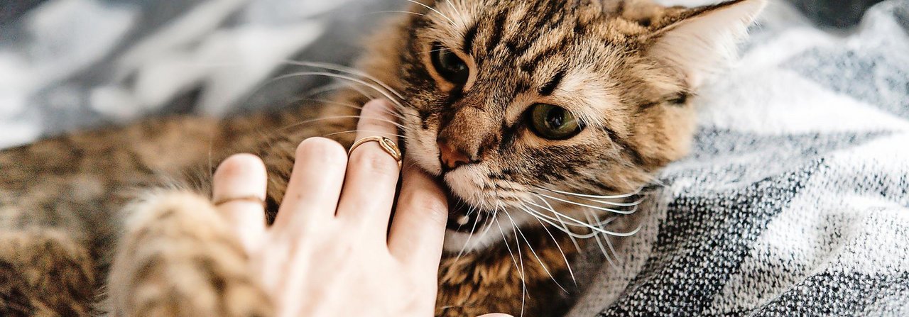 Warum beisst die Katze plötzlich zu? Die Spurensuche kann kompliziert sein.