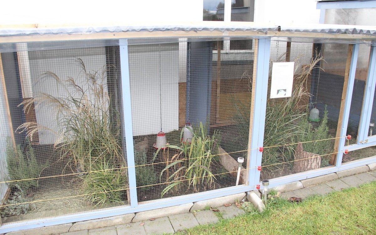 Aussenvolieren von Cynthia Kiessling-Nupnau, der Spezialistin für Chinesische Zwergwachteln. Sie sind durch Elektrodrähte vor Mardern und Katzen sicher und bestens strukturiert. 