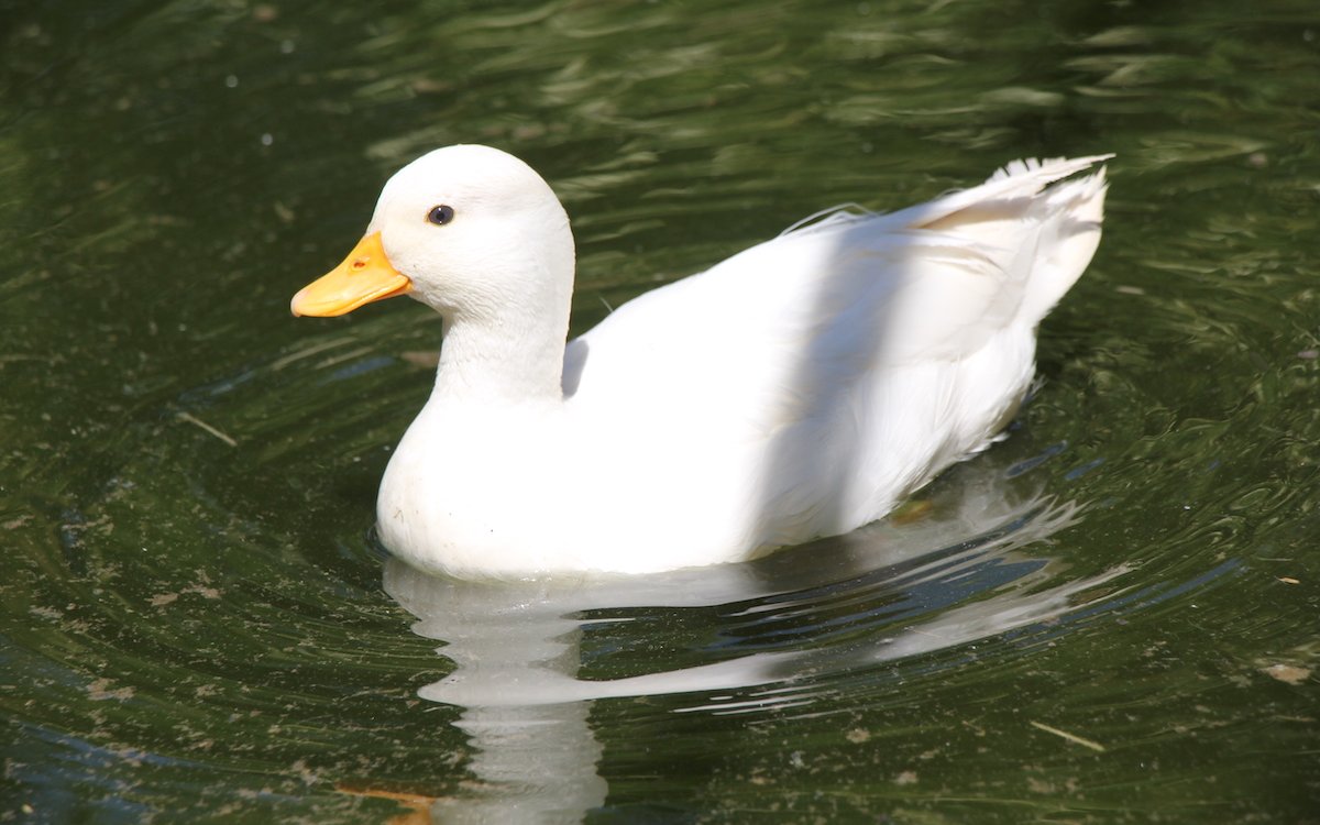 Zwergente auf dem Teich in der Anlage von Familie Wüthrich. 