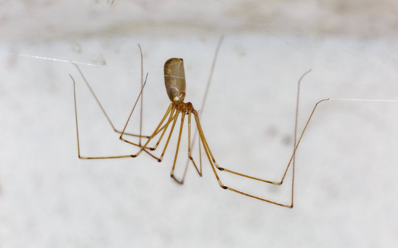 Die Zitterspinne kommst selbst in modernsten Neubauten vor. 