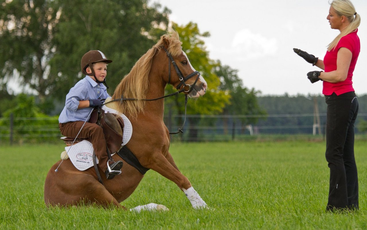 Klein und Gross haben Spass am Erarbeiten zirzensischer Lektionen. Solche Dressurlektionen bringen Abwechslung in den Alltag.