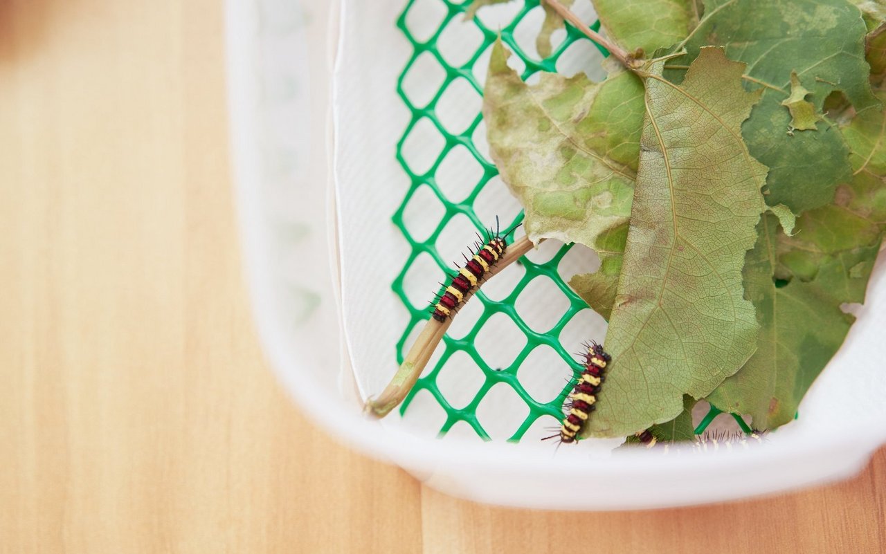 Egal ob Terrarium, Aerarium oder einfach nur eine Plastikbox: Raupen kann man in vielem halten - Hauptsache gross genug.