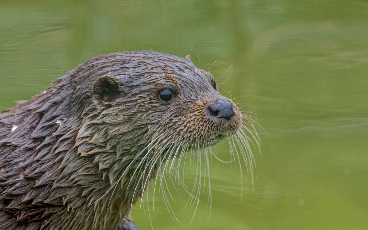 Erstmals seit über 90 Jahren wurde im Kanton Solothurn wieder ein Fischotter nachgewiesen.