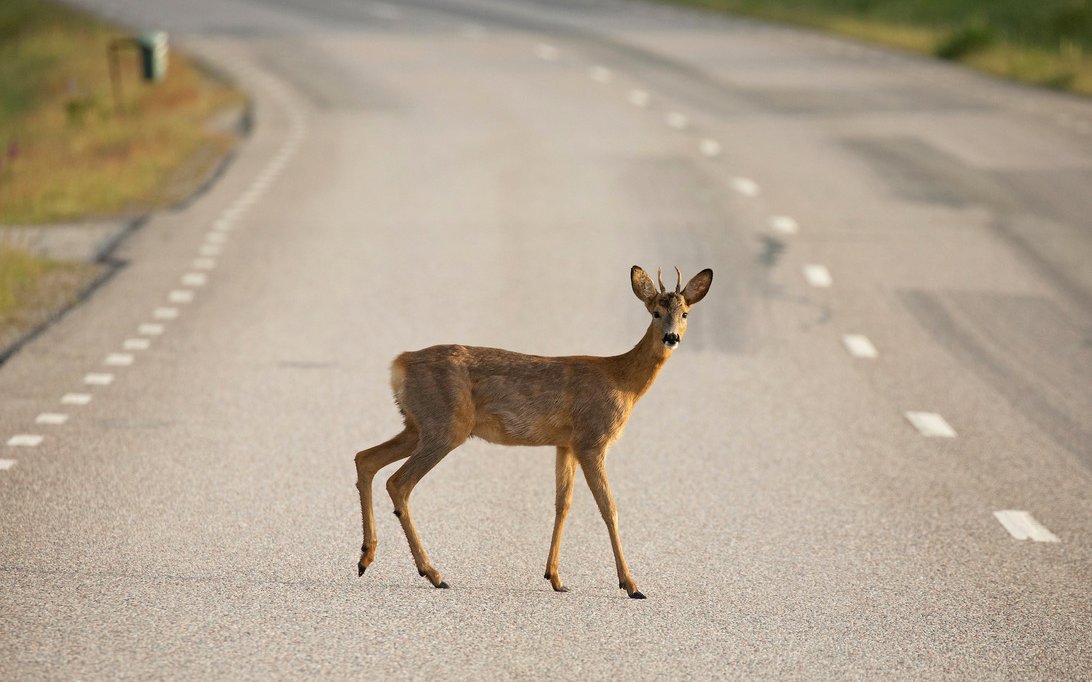 Sehen Sie ein Tier auf der Strasse verlangsamen Sie Ihr Tempo und machen mit Hupen auf sich aufmerksam. 