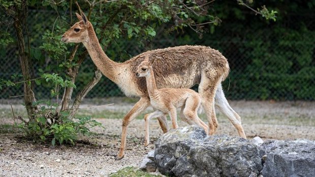 Baby Vikunja mit Mutter im Zoo Zürich