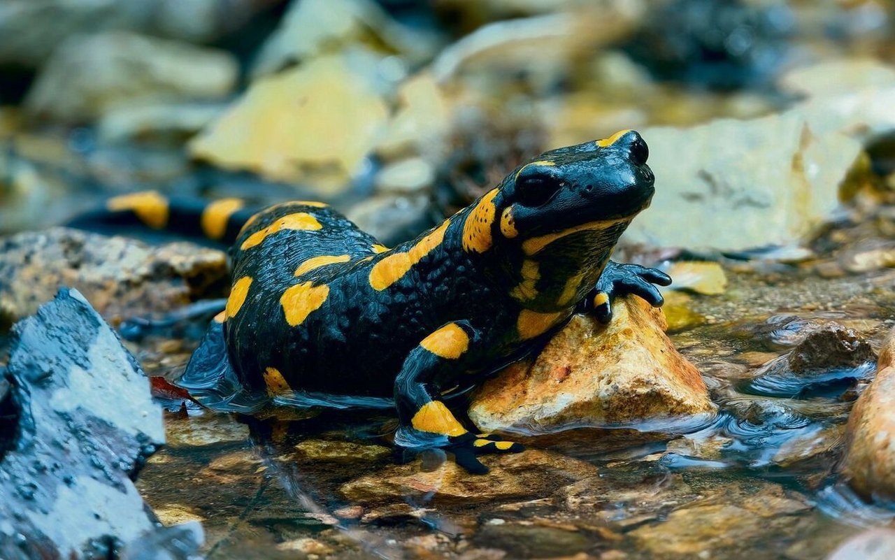 Feuersalamander mögen klare Fliessgewässer mit Kolken und Teichen. Die Larven wachsen darin heran. 