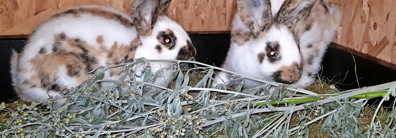 Kaninchen – hier Schweizer Dreifarben-Kleinschecken – mögen getrockneten Wermut
