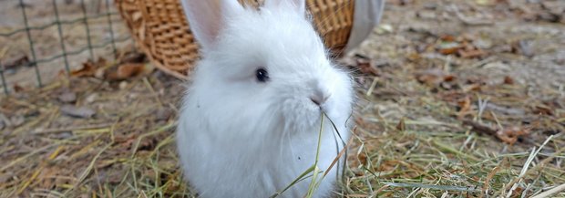 Weisses Kaninchen im Stroh