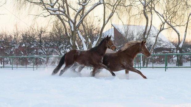 Zwei Pferde traben durch den Schnee