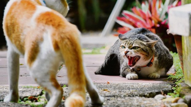 Faucht die alte Katze ihre neue Mitbewohnerin an, ist dies ein Fall für die Tierpsychologin.