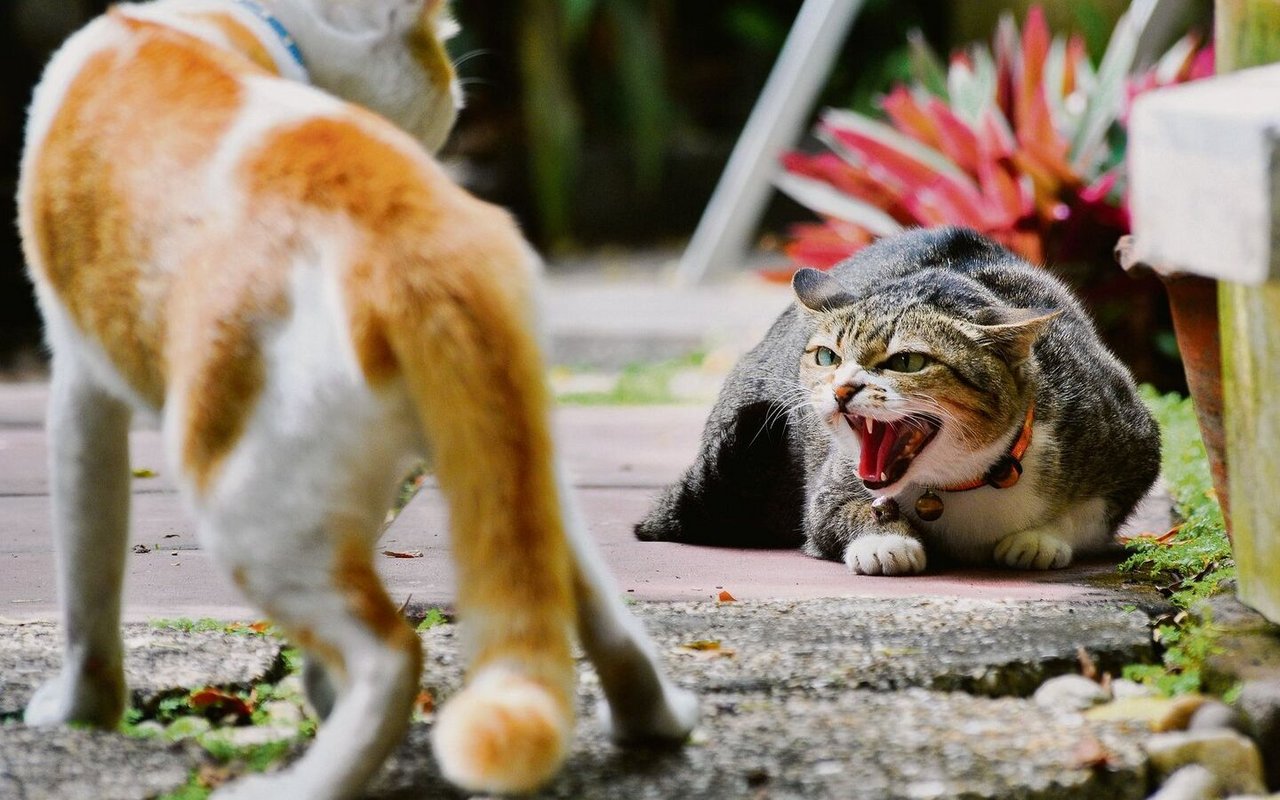 Faucht die alte Katze ihre neue Mitbewohnerin an, ist dies ein Fall für die Tierpsychologin.