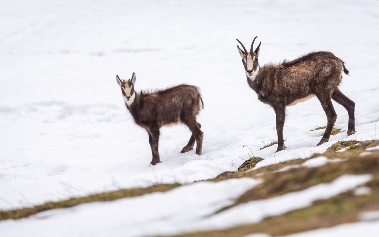 Wildtiere sollten im Winter nicht gestört zu werden, denn Stress und Flucht führt zu einem hohen Energieverlust. 